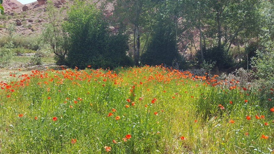 Stage chant et randonnée dans la vallée des roses