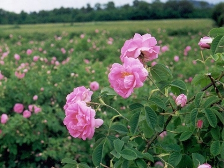 la-vallee-des-roses